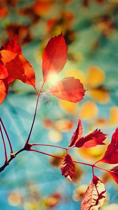 Fall Leaf Wallpapers For Mobile Wallpaper Cave