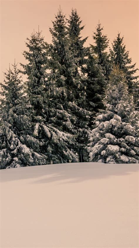 Snow Covered Fir Trees And Mountain Under Cloudy Sky During Winter 4k