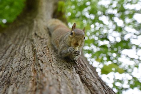 10 Nutty Facts About Squirrels Discover Wildlife