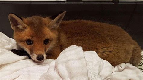 Curious Cat Finds Fox Cub Lodging Under Welney Sofa Bbc News