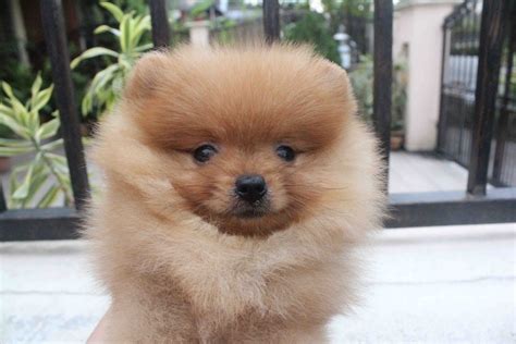 Lovelypuppy Full Brown Color Female Pomeranian Puppy With Mka Cert