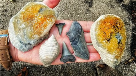 Calcite Crystal And Megalodon Shark Tooth Hunting In Florida Finding