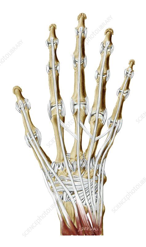 Hand Ligaments And Tendons Artwork Stock Image C0167007 Science