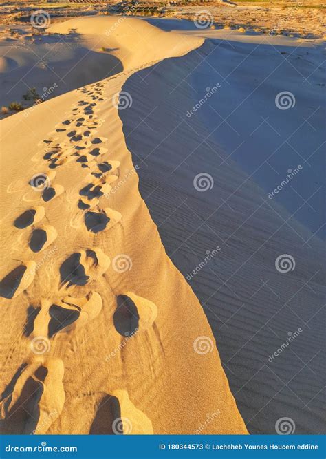 Sand Dunes In Sahara Desert Of Algeria Stock Image Image Of Plant