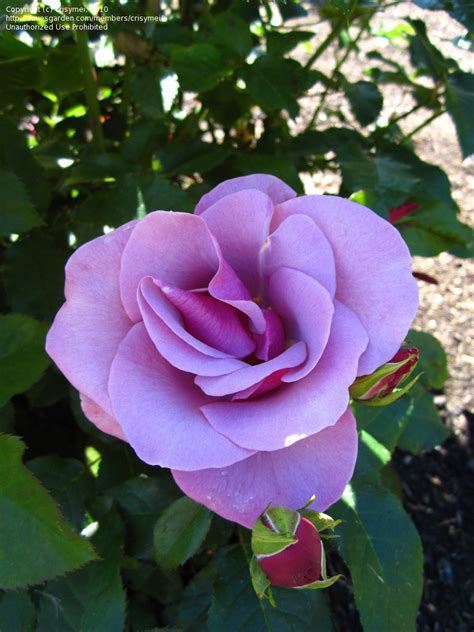 Plantfiles Pictures Floribunda Rose Blueberry Hill Rosa By Ladyannne
