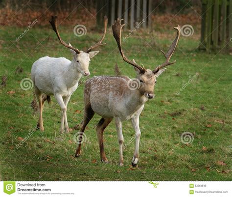 Fallow Deer Stag With Rare Whiite Variety Stock Image Image Of Dama