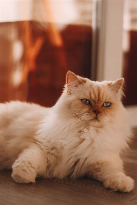 White Persian Cat On Brown Wooden Table Photo Free Cat Image On