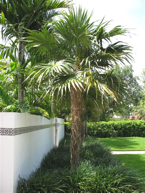 Plan your trip to paradise linktr.ee/visitkeywest. Key Thatch Palm Trees (Thrinax morrisii) | Backyard ...
