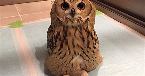 Owls Album On Imgur