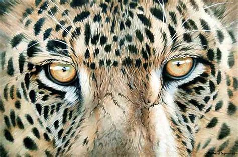 Browse Through A Collection Of Wildlife Paintings And Drawings By