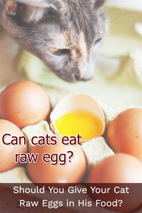 Over time, that can cause a vitamin deficiency. Should You Give Your Cat Raw Eggs in His Food? | Eggs, Raw ...