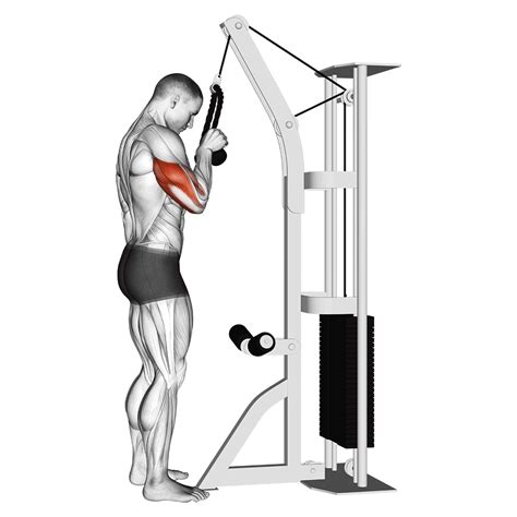Tricep Overhead Extension Benefits Muscles Worked And More Inspire Us