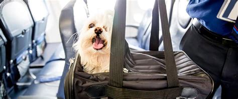 Visit the military and state department pet exceptions page to learn more about our petsafe® program. Airlines Booked for Pet Travel Should be Pet-Friendly ...