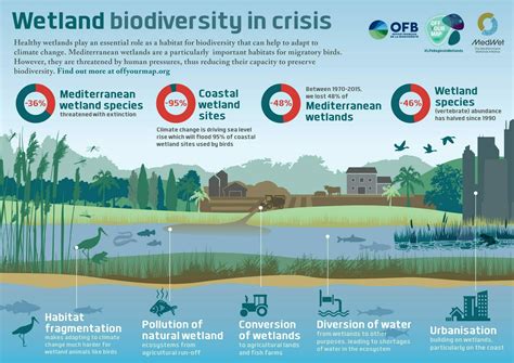 Off Your Map Resources Wetland Biodiversity Is In Crisis Infographic