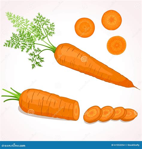 Carrot Illustration Stock Vector Image 61553254