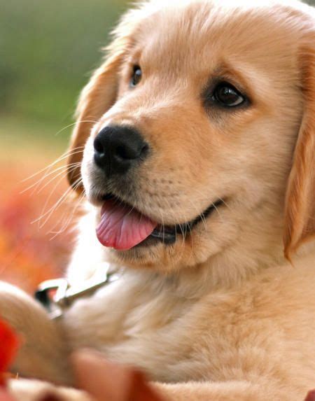 189 Best Images About Simply Golden Puppies On Pinterest