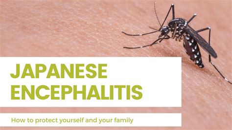 Staying Safe From Japanese Encephalitis Good Riddance Insect Repellent