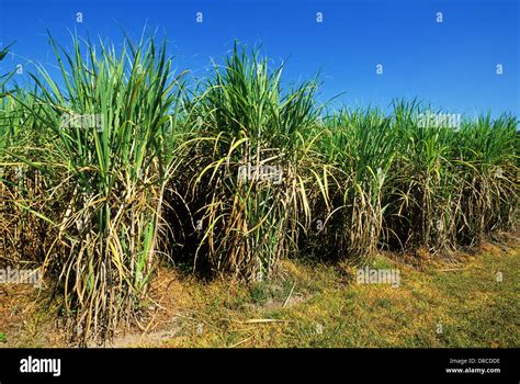 Louisiana Sugar Cane Field Hi Res Stock Photography And Images Alamy