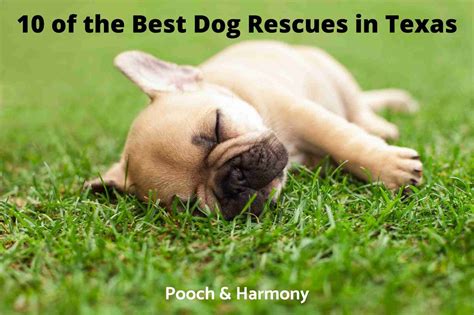 10 Remarkable Dog Rescues In Texas Pooch And Harmony