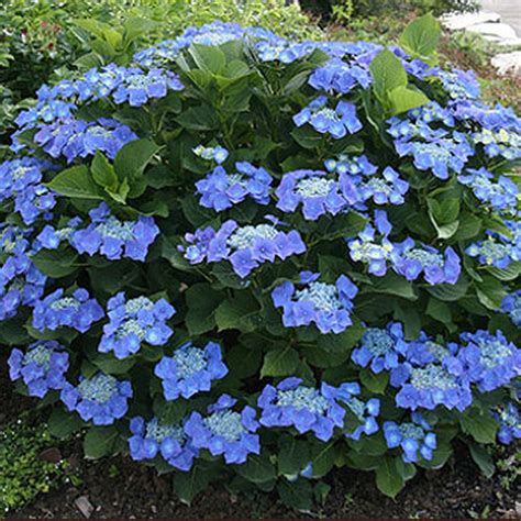 1 X Hydrangea Macrophylla Teller Blue Deciduous Shrub Hardy Plant In