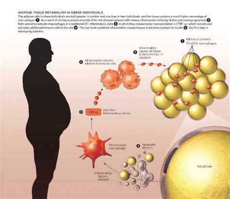Adipose Tissue Metabolism In The Obese The Scientist Magazine