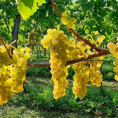 Interesting Facts About Albariño