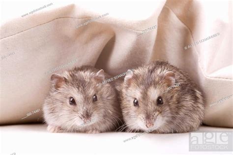 Two Hamster In Bed Stock Photo Picture And Rights Managed Image Pic