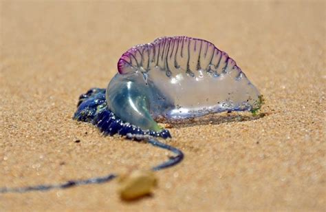 Portuguese Man O War Facts Habitat Diet Conservation And More