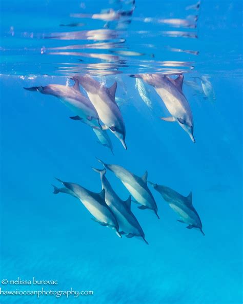 Dolphin Pod Wildlife Photos Ocean Photography Hawaii Ocean