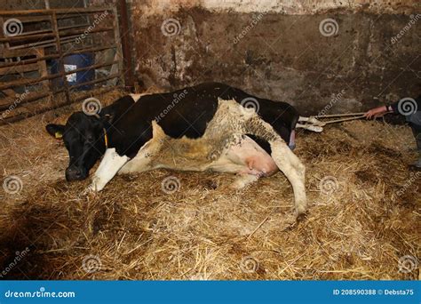 Fresian Cow Giving Birth Stock Photo Image Of Mammal 208590388