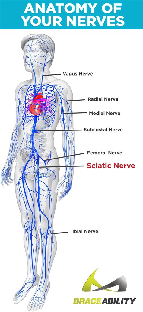 Sciatica Pinched Nerve Pain Artofit