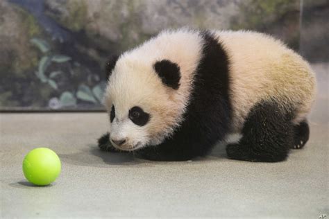 Panda operates australia's only national helpline for individuals and their families to recover from perinatal anxiety and depression, a serious illness that affects up to one in five expecting or new mums and one in ten expecting or new dads. Baby Panda Debuts at National Zoo in Washington | Voice of ...