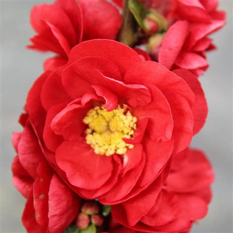 Choose your favorite currant plant from raintree nursery. Double Take Scarlet™ Chaenomeles Plants for Sale ...