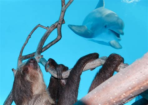 Cheeky Dolphins Get Excited Over A Sloth Coming To Say Gday On Private