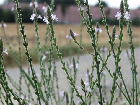 Vervain Verbena Officinalis Naturescape Wildflowers Shop Now