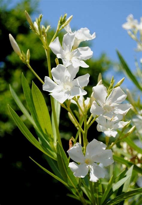 100whiteoleanderplantseeds White Oleander Oleander Plants