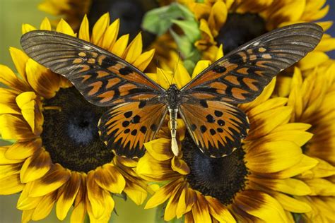 Giant African Swallowtail Butterfly Papilio Antimachus On Sunflowers Photograph By Darrell