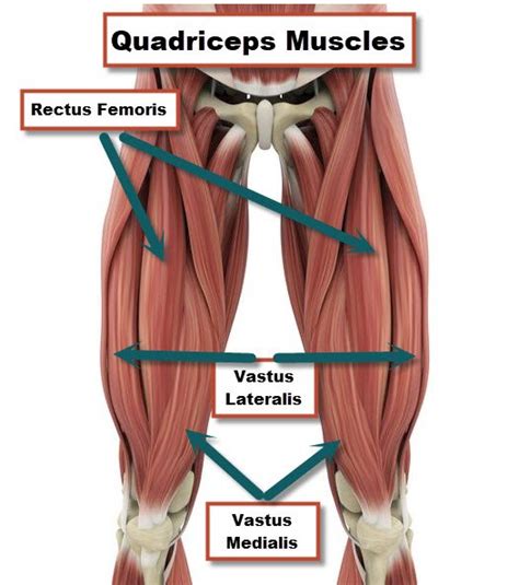 Quadriceps Or Quad Muscle Anatomy And Injuries