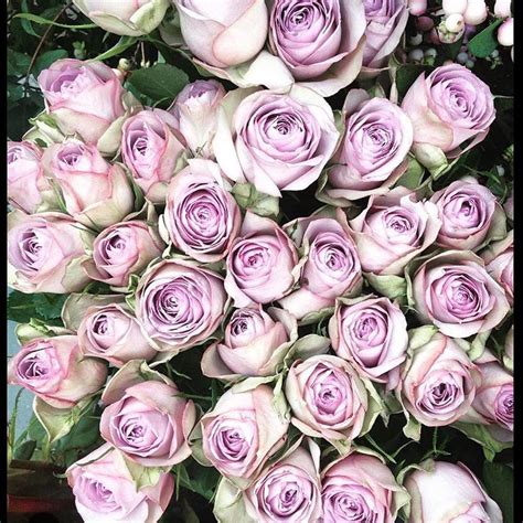 Lilac Roses Our Favourites Pictured At Our Store By The Talented Meanderingmacaron Flowers