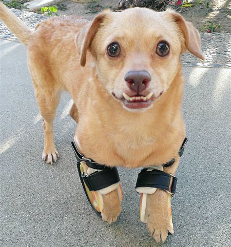 Disabled Dog With An Adorable Underbite Learns To Walk Then Run With A