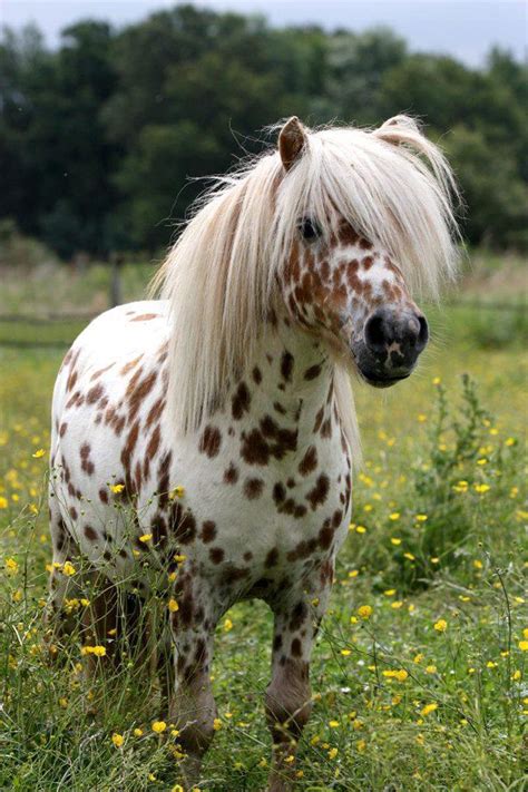 Poney Miniature Miniature Ponies