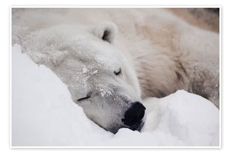 Polar Bear Sleeping Comfortably In The Snow Print By Mikhail Semenov