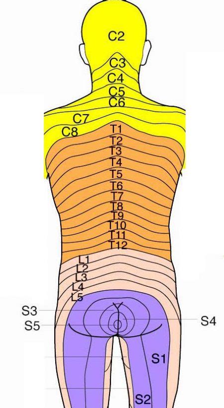 Sensory Dermatomes Of The Body Stepwards Human Body Anatomy Body