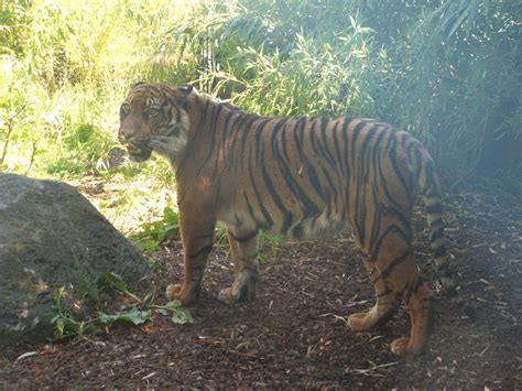 Blijdorp Sumatran Tiger By Ssjgarfield On Deviantart