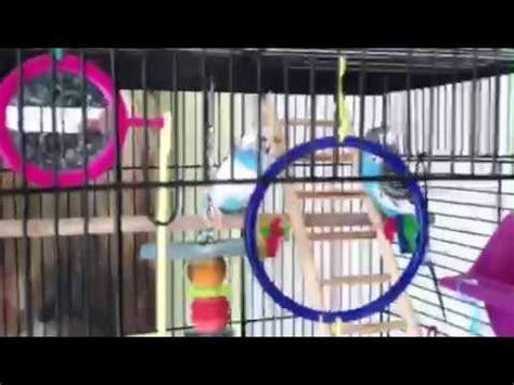These are my methods for bonding with your parrot. How to tell if your budgie is pregnant - YouTube