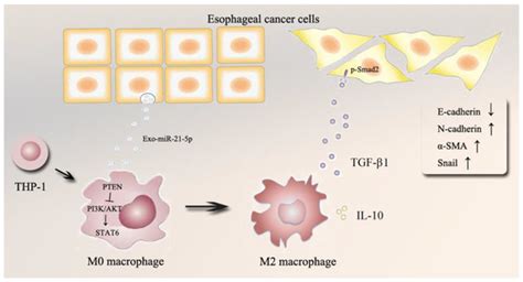 cancers free full text esophageal cancer derived extracellular vesicle mir 21 5p contributes