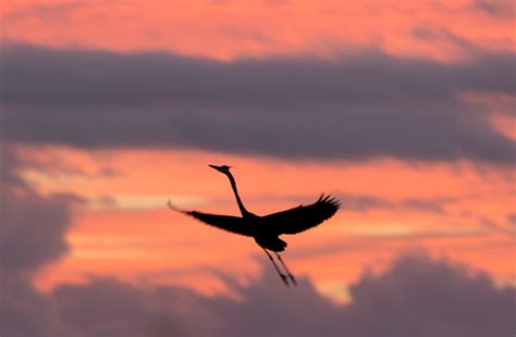 Heron Flying Silhouette Birds In Flight Matthew Paulson Photography
