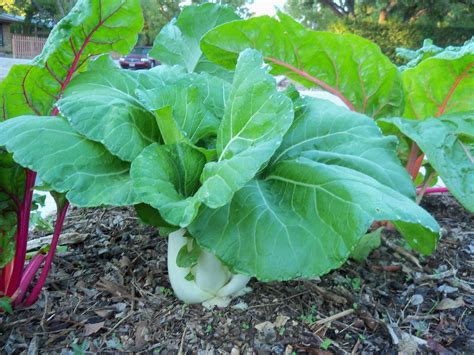 Vegetables That Grow Well In The Shade