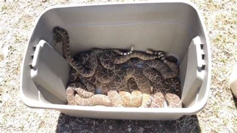 Man Discovers 45 Snakes Living Under His House While Crawling Under His