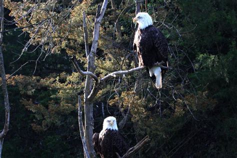Pair Of Bald Eagles Roosting In A Tree Stock Image Image Of Female